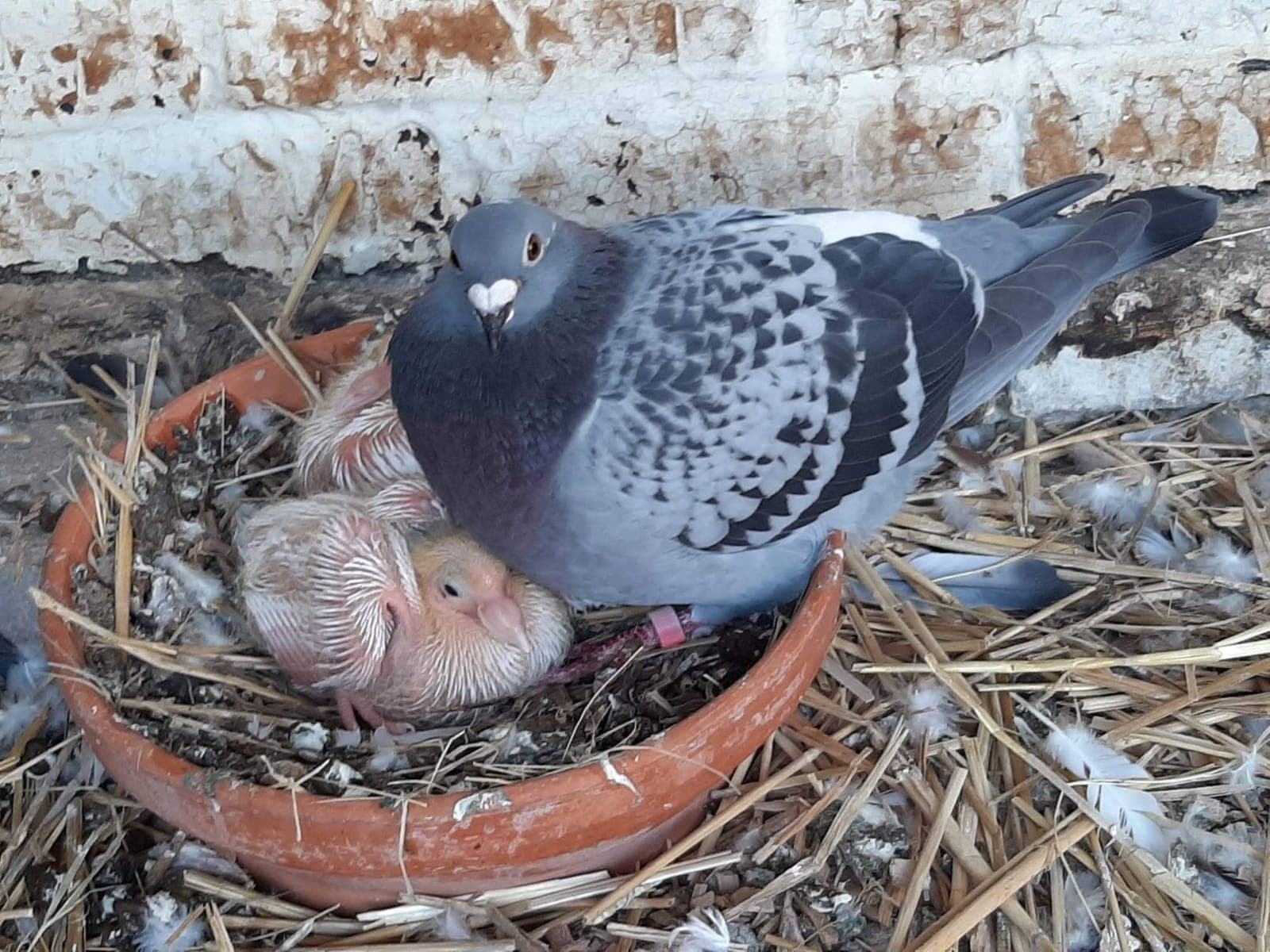 Duif met twee jongen in het nest
