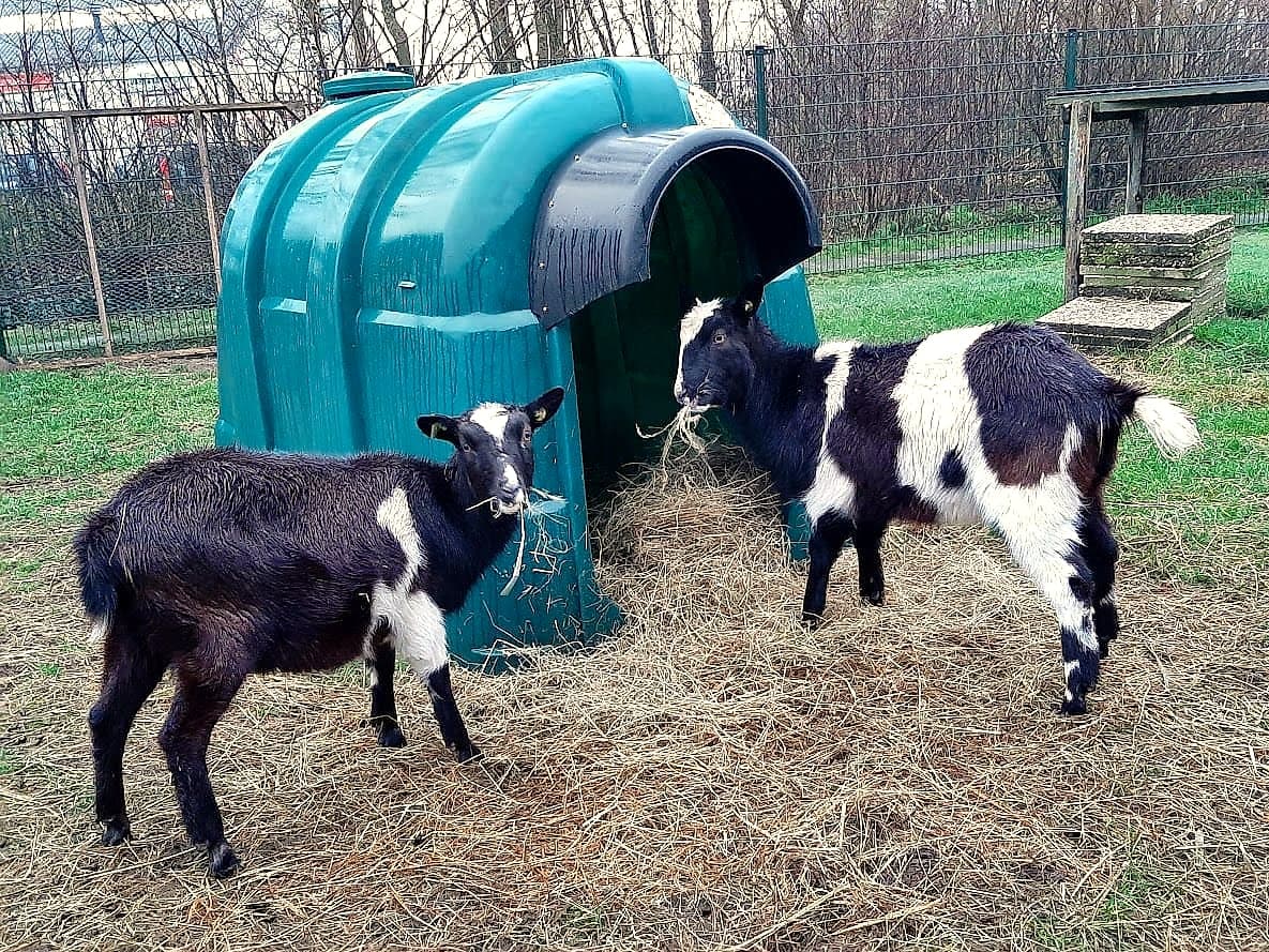 Twee geiten bij het hok