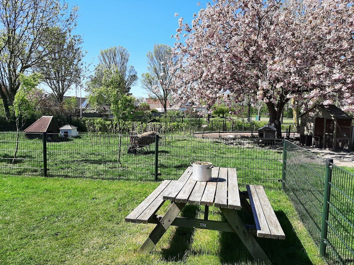 Picknicken onder de bloesem