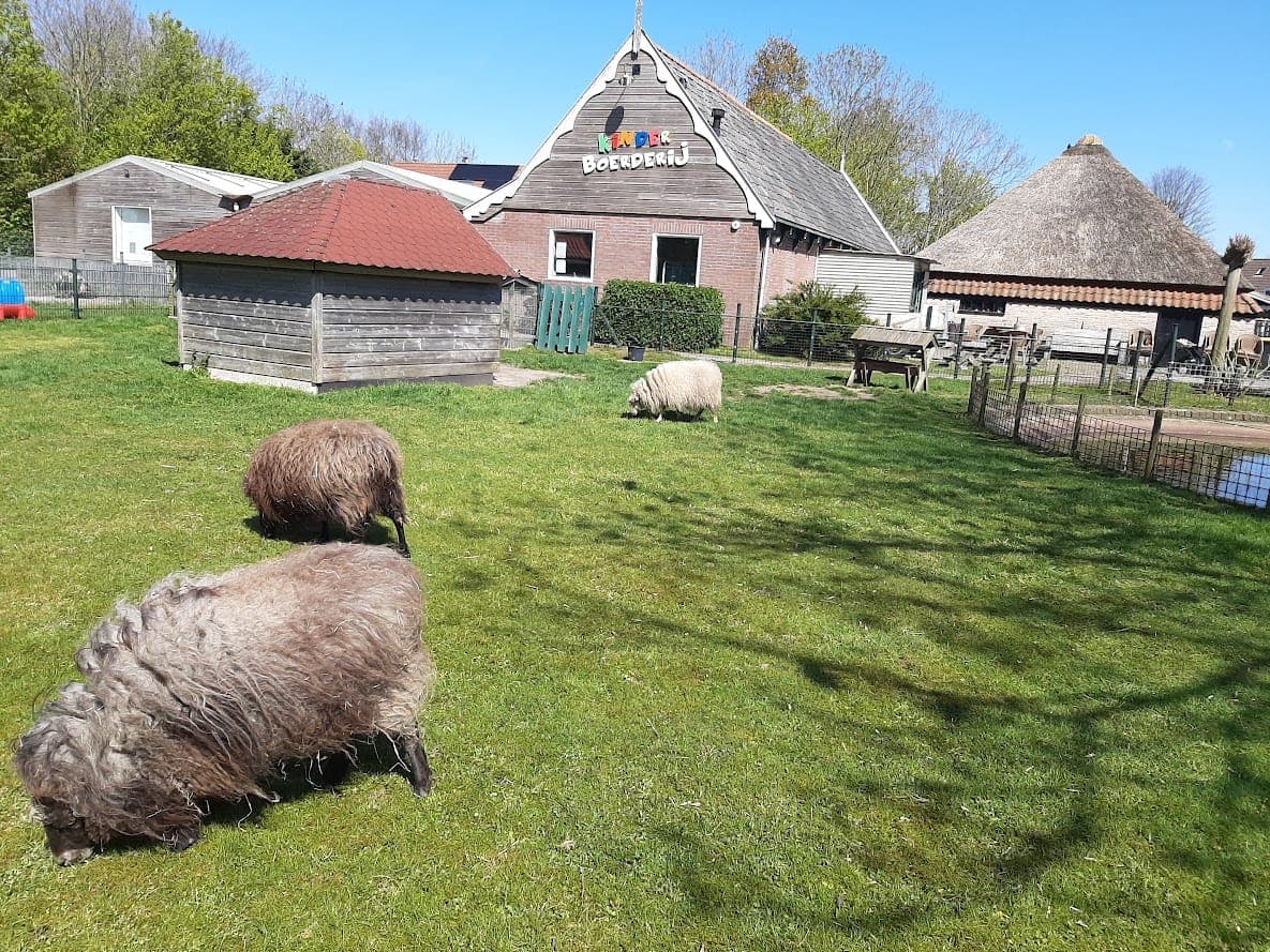 Schapen in de wei