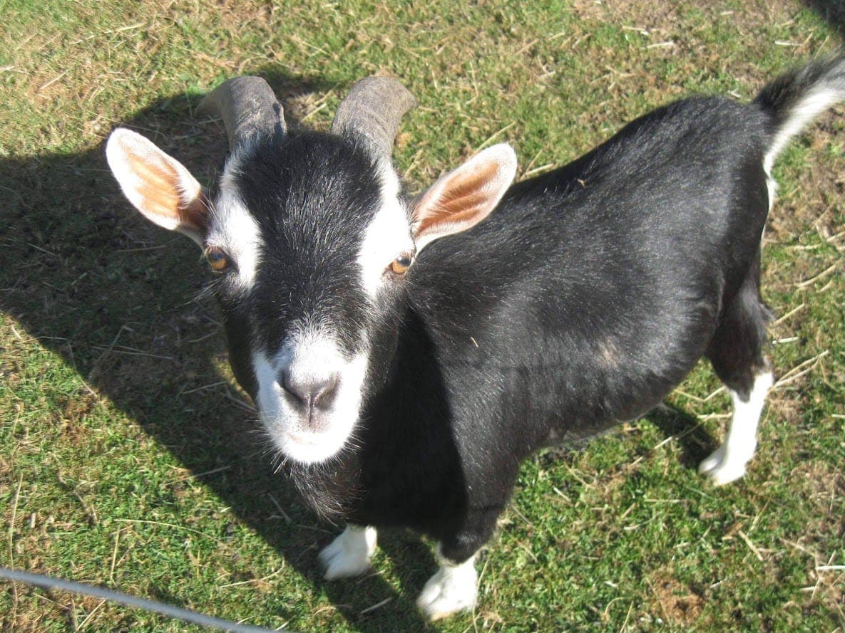 Geit op de kinderboerderij