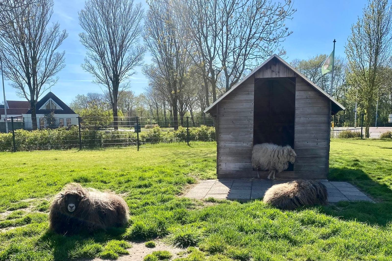 Ouessant schapen